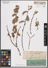 Foto von Salix cinerea L.